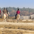 Cavaliers venus pratiquer l'équitation en baie de Somme dans la réserve naturelle