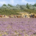 Cavaliers dans les lilas de mer aux plages de la Maye