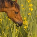 chevaux Henson et iris des marais