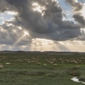 Moutons de pré-salé dans les mollières de la baie de Somme