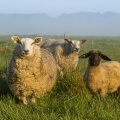 Les agneaux et moutons de pré-salé dans les mollières de la baie de Somme.