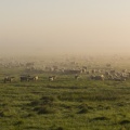 Les agneaux et moutons de pré-salé dans les mollières de la baie de Somme.