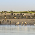 Les moutons de prés-salés viennent boire face à Saint-Valery