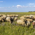 Moutons de prés salés dans les mollières du cap Hornu