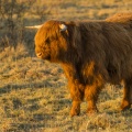 Vache écossaise Highland Cattle en pâture