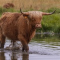 Vaches écossaises Highland Cattle