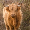 Vaches écossaises Highland Cattle en baie de Somme