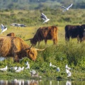 colonie de mouettes piétinée par une vache Highland Cattle