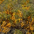 Argousier (Hippophae rhamnoides L.)  courvert de baies oranges en automne