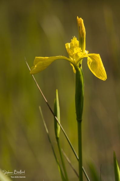 Iris pseudacorus, l'iris des marais