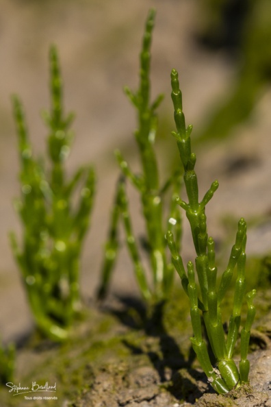Salicorne (Salicornia)