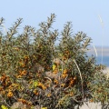Baies d'Argousier en automne dans les dunes