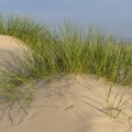 Oyats dans les dunes