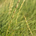 Elymus farctus (chiendent des sables, chiendent piquant)