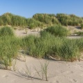 chiendent des sables (Elymus farctus) et oyats (Ammophila arenaria) 