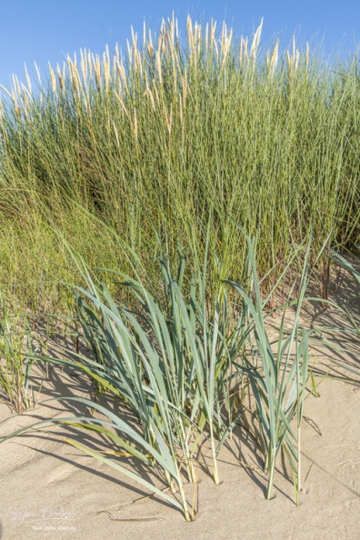 Chiendent des sables (Elymus farctus),  élyme des sables (Leymus arenarius ), oyats (Ammophila arenaria) 
