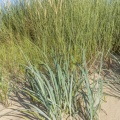 Chiendent des sables (Elymus farctus),  élyme des sables (Leymus arenarius ), oyats (Ammophila arenaria) 