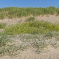 Elymus farctus (chiendent des sables) et Roquette de mer (Cakile maritima)