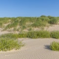 Elymus farctus (chiendent des sables) et Roquette de mer (Cakile maritima)