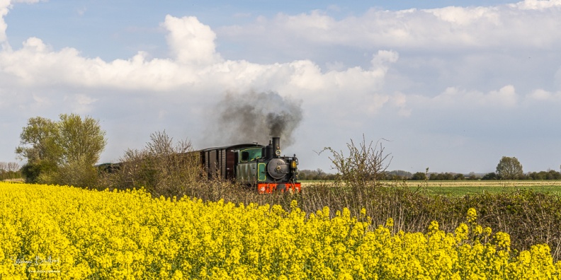 Le petit train de la baie de Somme dans les colza en fleur