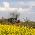 Le petit train de la baie de Somme dans les colza en fleur