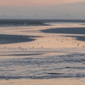 Mouettes rieuses dans les chenaux à marée basse près de Saint-Valery