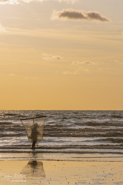 Pêcheurs de crevettes grises sur la plage de Ault.