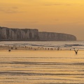 Les goélands et les mouettes sur la plage d'Ault au soleil couchant