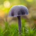 Laccaria amethystina (laccaire améthyste)