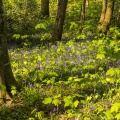 Jacinthe des bois ou Jacinthe sauvage (Hyacinthoides non-scripta) en forêt