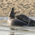 Jeux de phoques gris en Baie d'Authie (Berck-sur-mer).