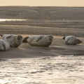 Phoques veaux-marins en Baie d'Authie (Berck-sur-mer).