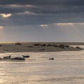 Les phoques à Berck-sur-mer