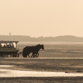Attelage pour emmener les touristes voir les phoques en baie de Somme
