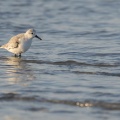 Bécasseau sanderling - Calidris alba - Sanderling