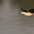 Échasse blanche (Himantopus himantopus - Black-winged Stilt) en vol