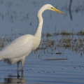 Grande Aigrette - Ardea alba - Great Egret