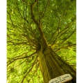 Les arbres remarquables en forêt de Crécy