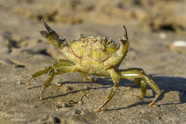 crabe enragé, crabe vert (Carcinus maenas)