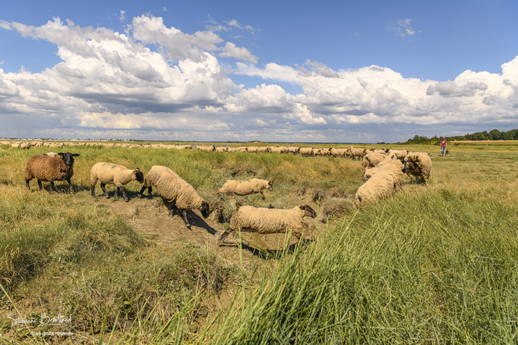 Moutons de prés-salés au Cap Hornu
