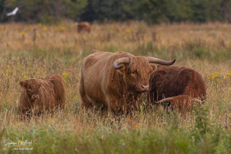 Vaches écossaises Highland Cattle