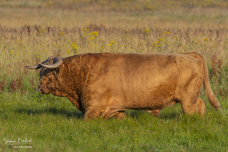 Taureau - Vaches écossaises Highland Cattle