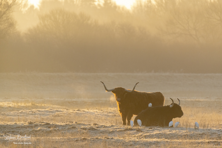 Vaches écossaises Highland Cattle dans une pâture gelée au petit matin en hiver