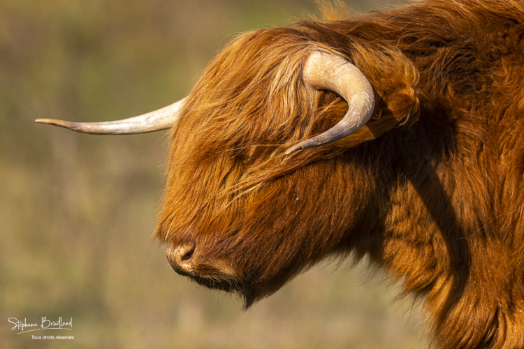 Vache Higland Cattle