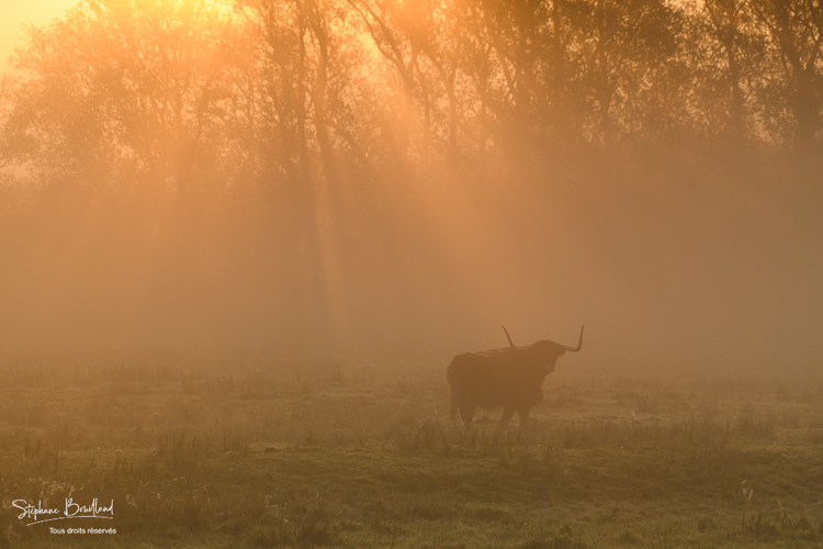 Vache écossaise Highland Cattle  dans la brume matinale