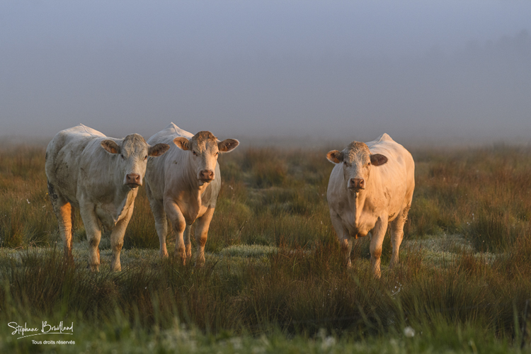 vaches charolaises dans la brume matinale 