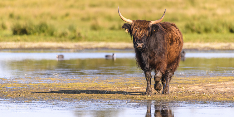 Vache écossaise Highland Cattle dans le marais