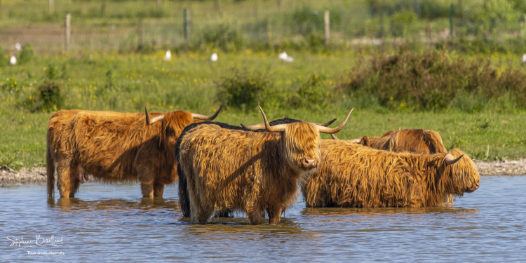 Les vaches Highland Cattle cherchent le frais