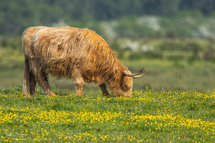 Vaches écossaises Highland Cattle dans les boutons d'or