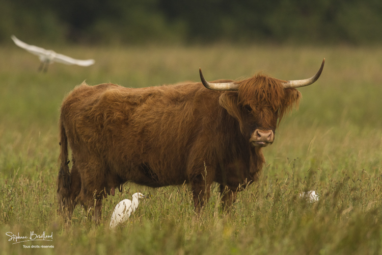 Vache écossaise Highland Cattle et ses hérons garde-boeufs